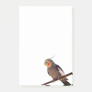 Grey and Yellow Cockatiel Pet Bird Colour Photo Post-it Notes