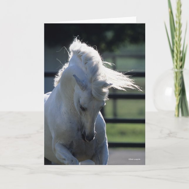 Grey Andalucian Bucking Headshot Backlit Card (Front)