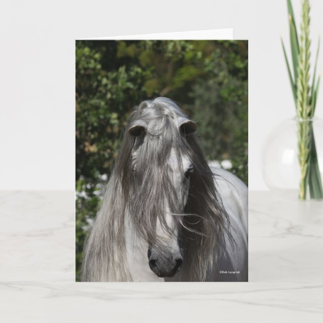 Grey Andalucian Stallion Headshot Long Mane Card (Front)