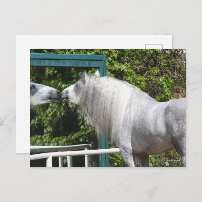 Grey Andalucian Stallion Looking In Mirror Postcard (Front/Back)