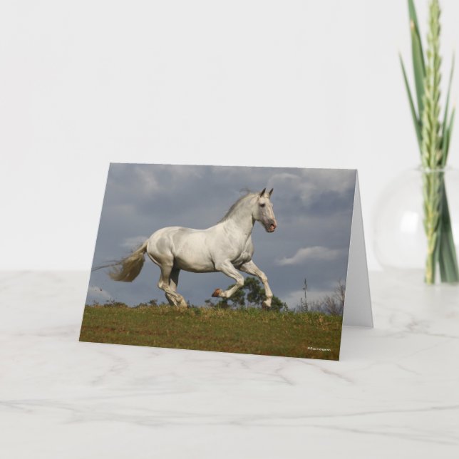 Grey Andalucian Stallion Running against Sky Card (Front)