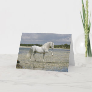 Grey Andalucian Stallion Standing In Lake Card