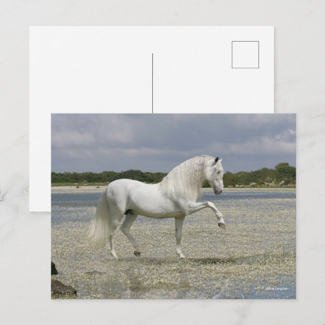 Grey Andalucian Stallion Standing In Lake Postcard (Front/Back)