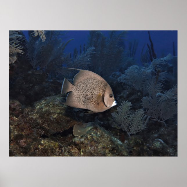 Grey Angelfish on Overcast Day Poster (Front)
