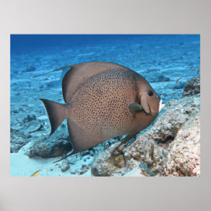 Grey Angelfish Poster