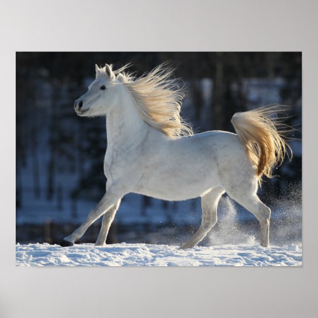 Grey Arab Running In Snow Mane Flowing Poster (Front)