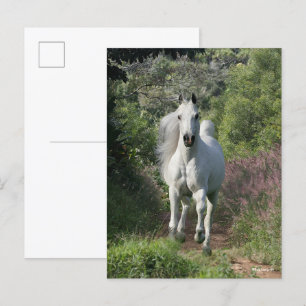 Grey Arab Running On Path With Flowers Postcard