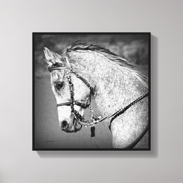 Grey Arabian Horse Canvas Print (Front)