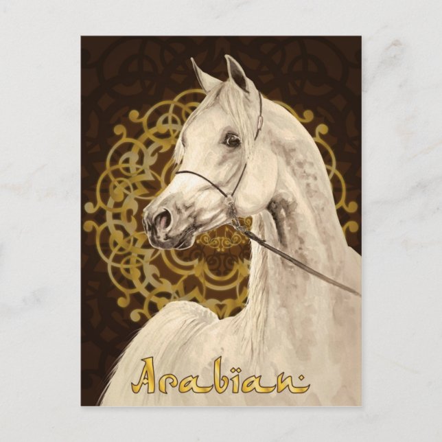Grey Arabian horse postcard (Front)