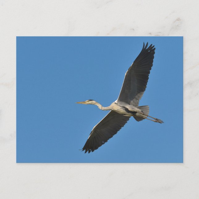 Grey bird heron in flight postcard (Front)