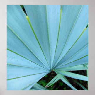 Grey Bismarck Palm Tree Close Up Print