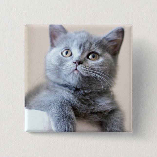 Grey British Shorthair Cat 2 Inch Square Button (Front)