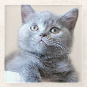 Grey British Shorthair Cat Glass Coaster