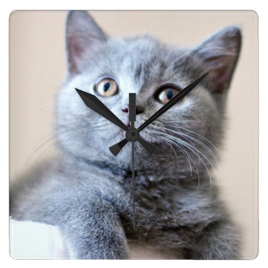 Grey British Shorthair Cat Square Wall Clock Zazzle Ca