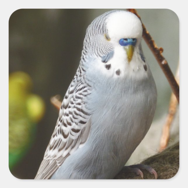 Grey Budgie Bird Square Sticker (Front)