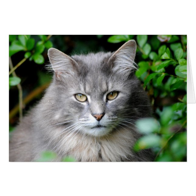 Grey Cat (Front Horizontal)