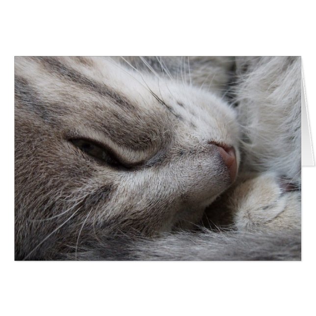 Grey Cat Card (Front Horizontal)