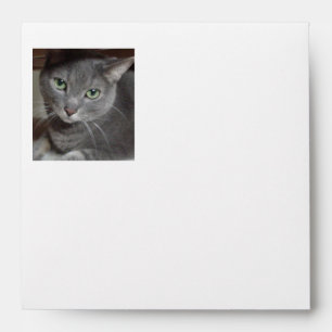 Grey Cat Cuteness Envelope