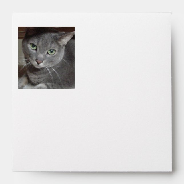 Grey Cat Cuteness Envelope (Front)