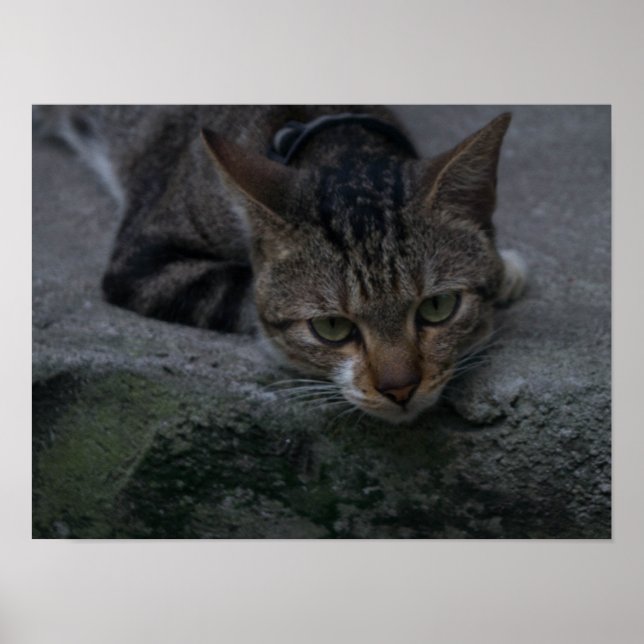 Grey Cat Looking Poster (Front)