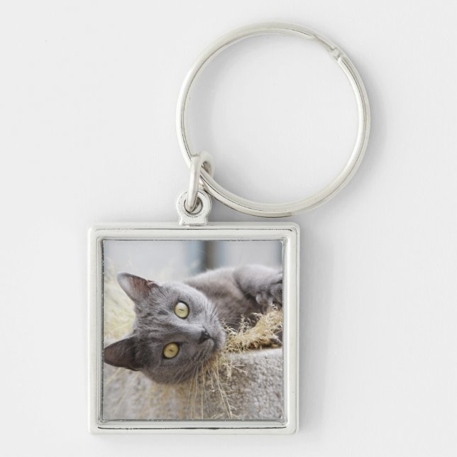 Grey Cat Lying in Pot, Olargues, Herault, France Keychain (Front)