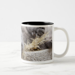 Grey Cat Lying in Pot, Olargues, Herault, France Two-Tone Coffee Mug