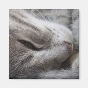 Grey Cat Magnet
