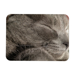 Grey cat magnet