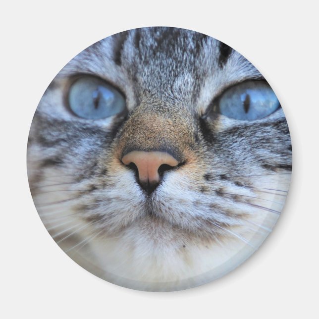 Grey Cat Magnet (Front)