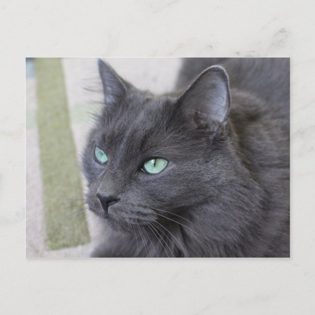 Grey cat postcard (Front)