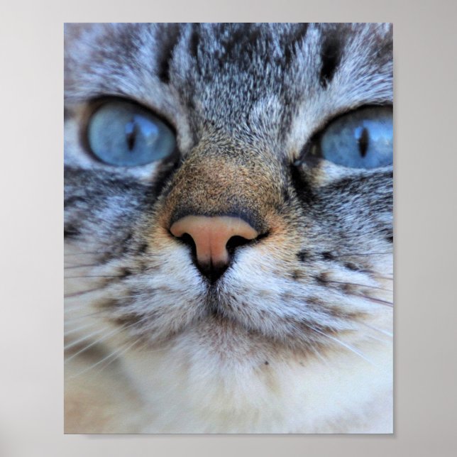 Grey Cat Poster (Front)