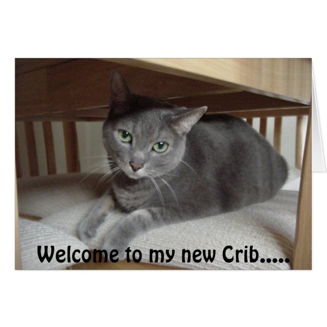 Grey Cat/Russian Blue (Front Horizontal)