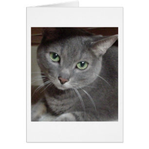 Grey Cat Russian Blue