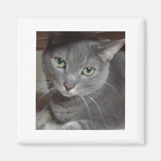 Grey Cat Russian Blue Magnet (Front)