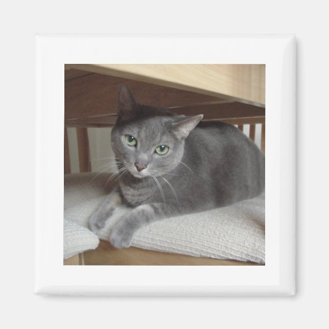 Grey Cat Russian Blue Magnet (Front)