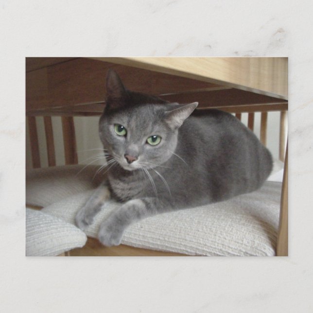 Grey Cat/Russian Blue Postcard (Front)