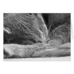 Grey Cat Sleeping