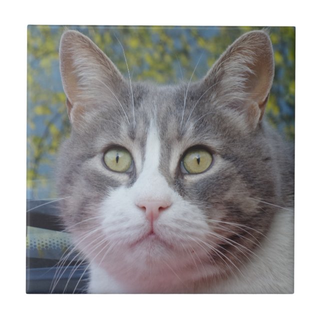 Grey Cat Small (4.25" x 4.25") Ceramic Photo Tile (Front)