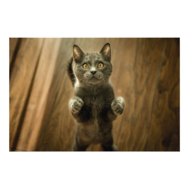 Grey Cat Standing On Two Feet Photo Print (Front)
