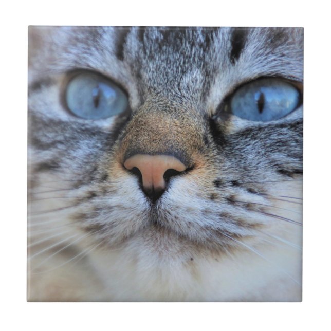 Grey Cat Tile (Front)