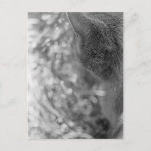 Grey Cat Watching Postcard
