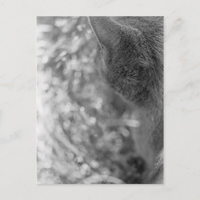 Grey Cat Watching Postcard (Front)