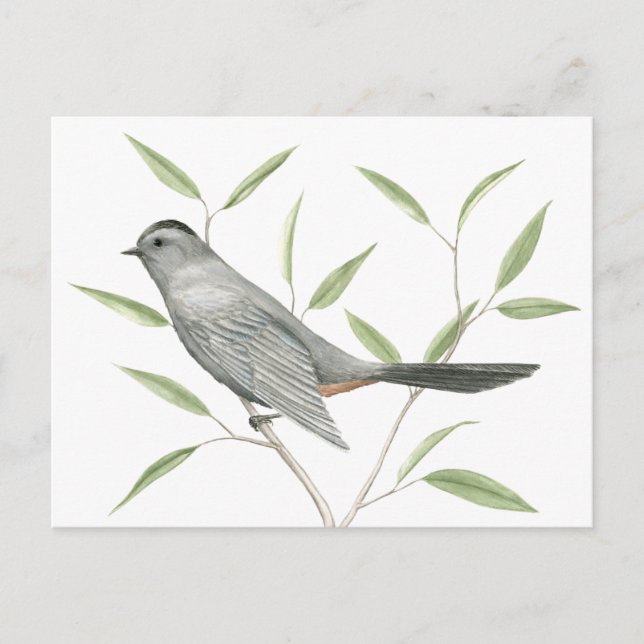 Grey Catbird Bird Art Postcard (Front)
