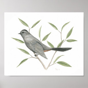 Grey Catbird Fine Art Print
