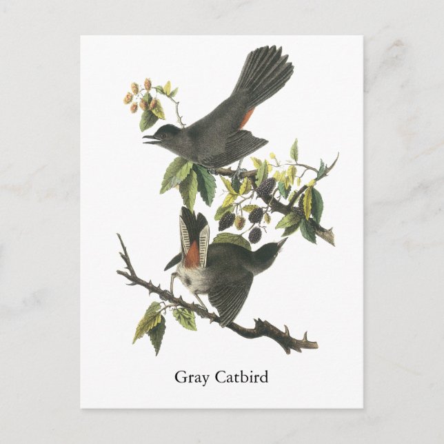 Grey Catbird, John Audubon Postcard (Front)