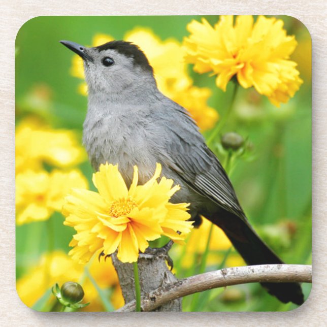 Grey Catbird on wooden fence Coaster (Front)