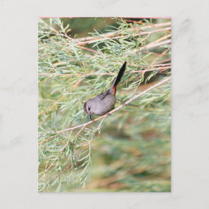 Grey Catbird  Postcard