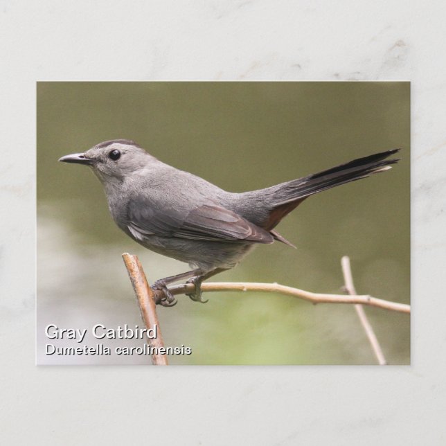 Grey Catbird Postcard (Front)