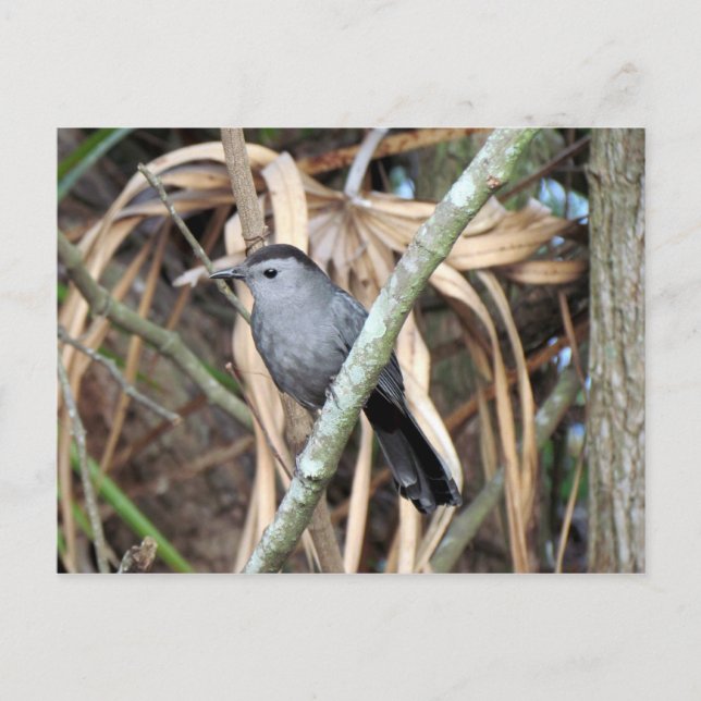 Grey Catbird Postcard (Front)