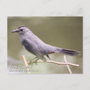 Grey Catbird Postcard